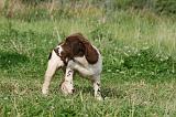 SPRINGER SPANIEL 046